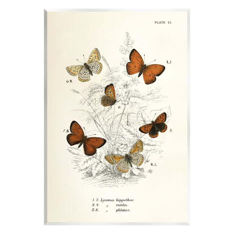 Stupell Industries Vintage Butterfly Studies Wall Plaque Art Design By Piddix, H 19 po x l 13 po x P 0,5 po