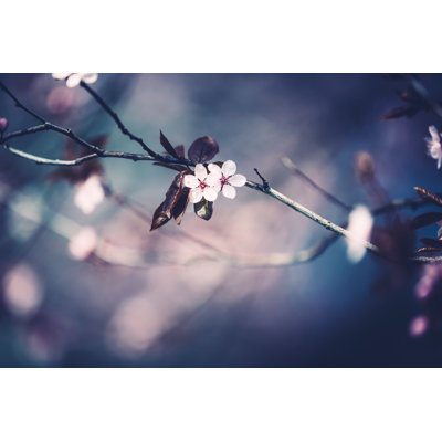 Fleur de cerisier par Borchee