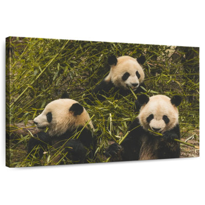 Three Hungry Pandas