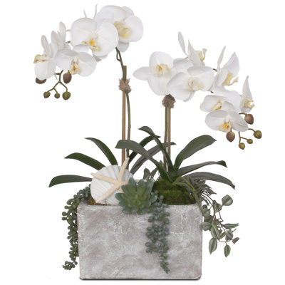 Orchid Arrangement in Pot
