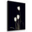 Tulipe Pose I-91891667-91891670
