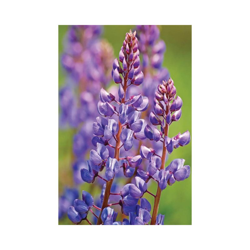 Prairie lupin par Brian Wolf - photographie sur toile tendue, H 12 po x l 8 po x P 0,75 po