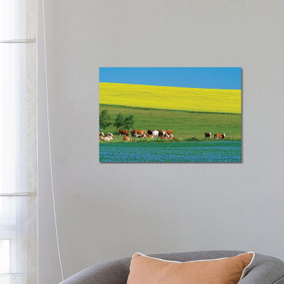Canada, Manitoba, Bruxelles. Cattle And Canola And Flax Crops by Jaynes Gallery - Wrapped Canvas Print
