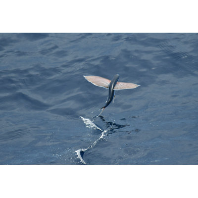 " Flying Fish Species "