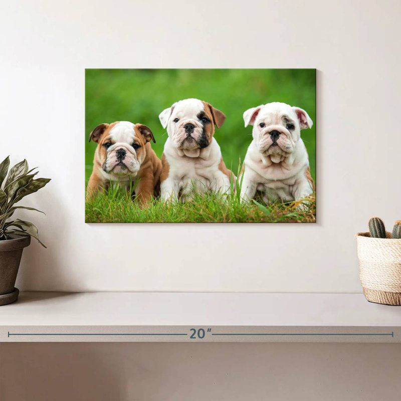 Chiots bouledogue anglais