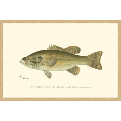 «Large Black Bass», reproduction encadrée