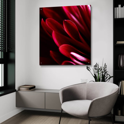 " Red Chrysanthemum Close Up 01 " by Tom Quartermaine