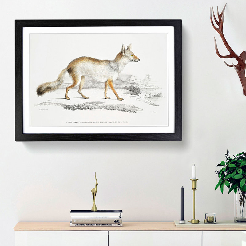 Bengal Fox by John Edward Gray - Single Picture Frame Painting, Black Framed, 45cm H x 63cm W x 2cm D
