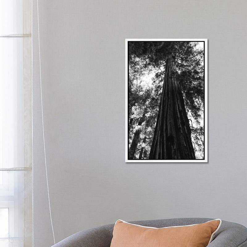 Redwood Forest XVI by Bethany Young - Print on Canvas, White Framed, 66.04cm H x 45.72cm W x 3.81cm D
