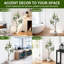 183cm Plant