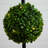45'' Faux Boxwood Topiary in Wood Planter