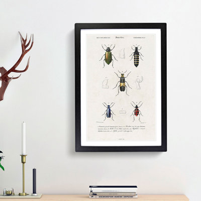 Beetle Illustrations PL.8 1 Piece Single Picture Frame Wall Art