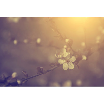 Vintage Photo Of Cherry Blossom - Wrapped Canvas Print