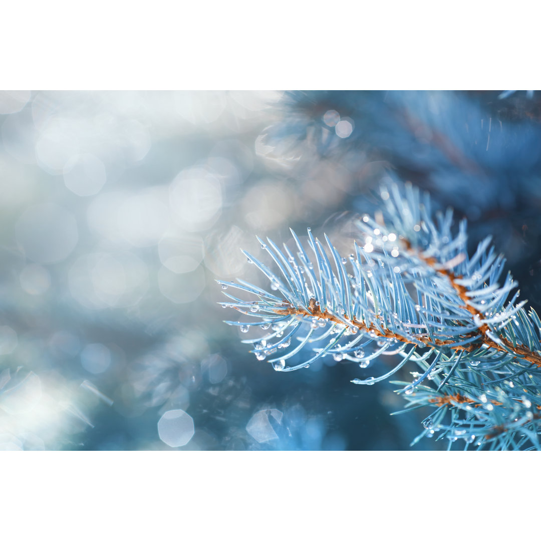 Weihnachtsbaum von Bgfoto - Kunstdrucke auf Leinwand