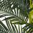 Golden Cane Palm Tree