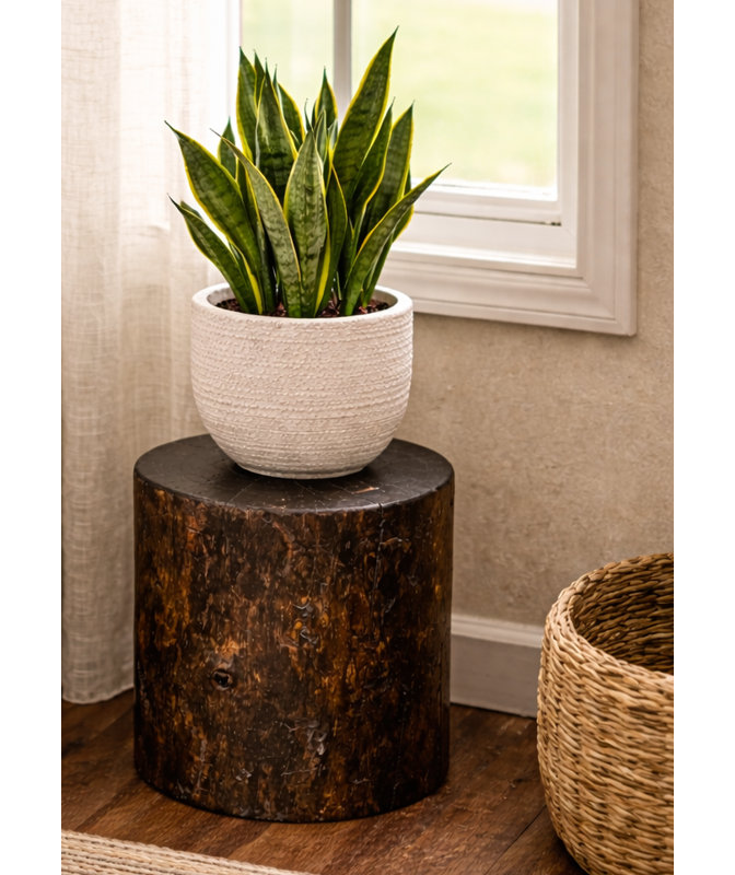 Souche de pin Heritage, support pour plante / table d'appoint / tabouret, 9 po x 18 po, teinture jacobine et laque naturelle transparente
