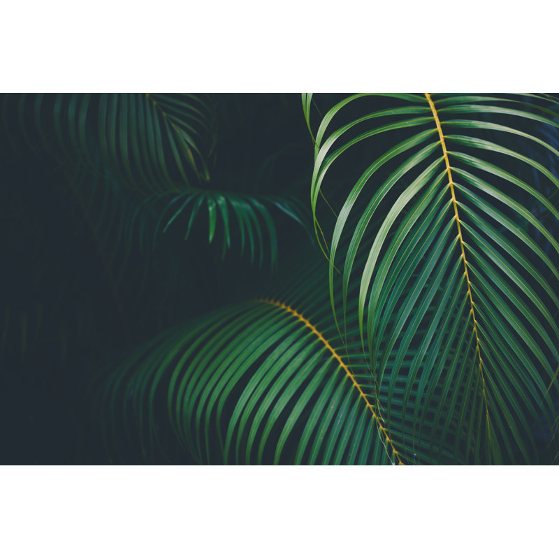 Fond de feuilles de palmier par Jasmina007, H 12 po x l 18 po