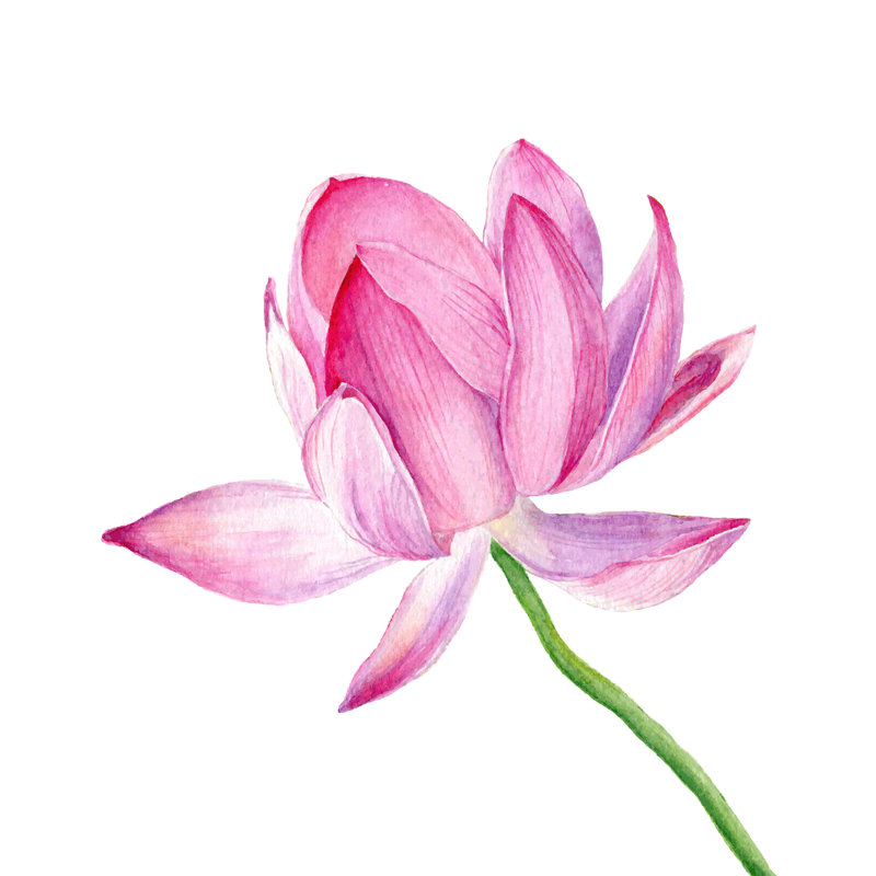 Waukena Vector Hand Drawn Watercolour Illustration One Pink Lotus - Wrapped Canvas Print, 122cm H x 122cm W x 3.8cm D