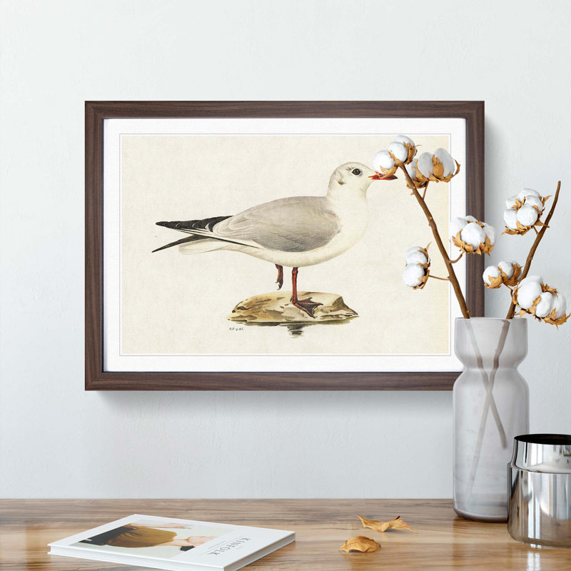 Black-Headed Gull by Von Wright - Picture Frame Art Print, 36cm H x 48cm W x 2cm D, Walnut Framed