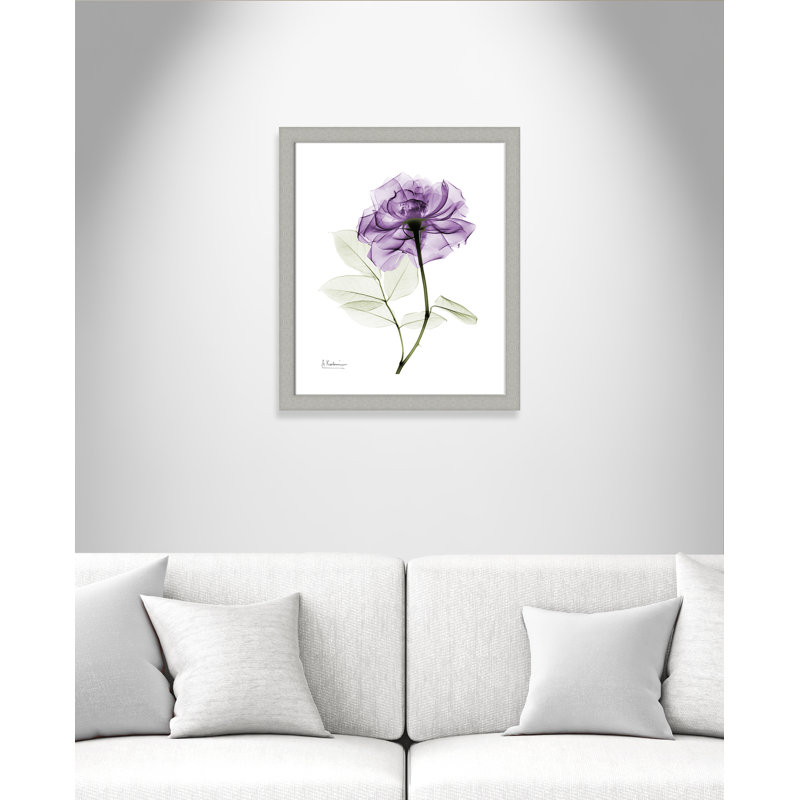 Derald 'Purple Rose II' Framed Print