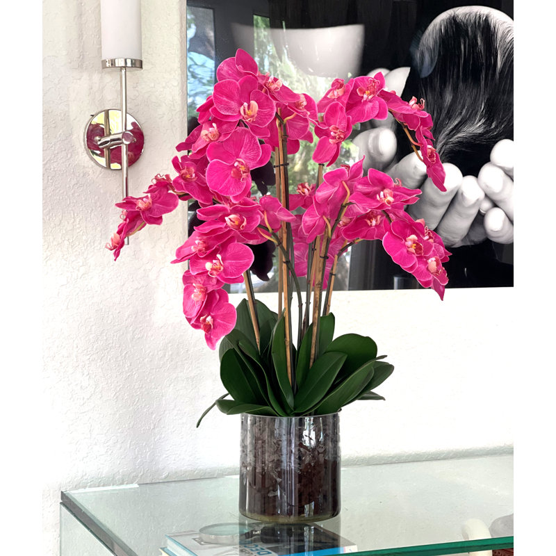 Blooming Orchid in Vase, Pink