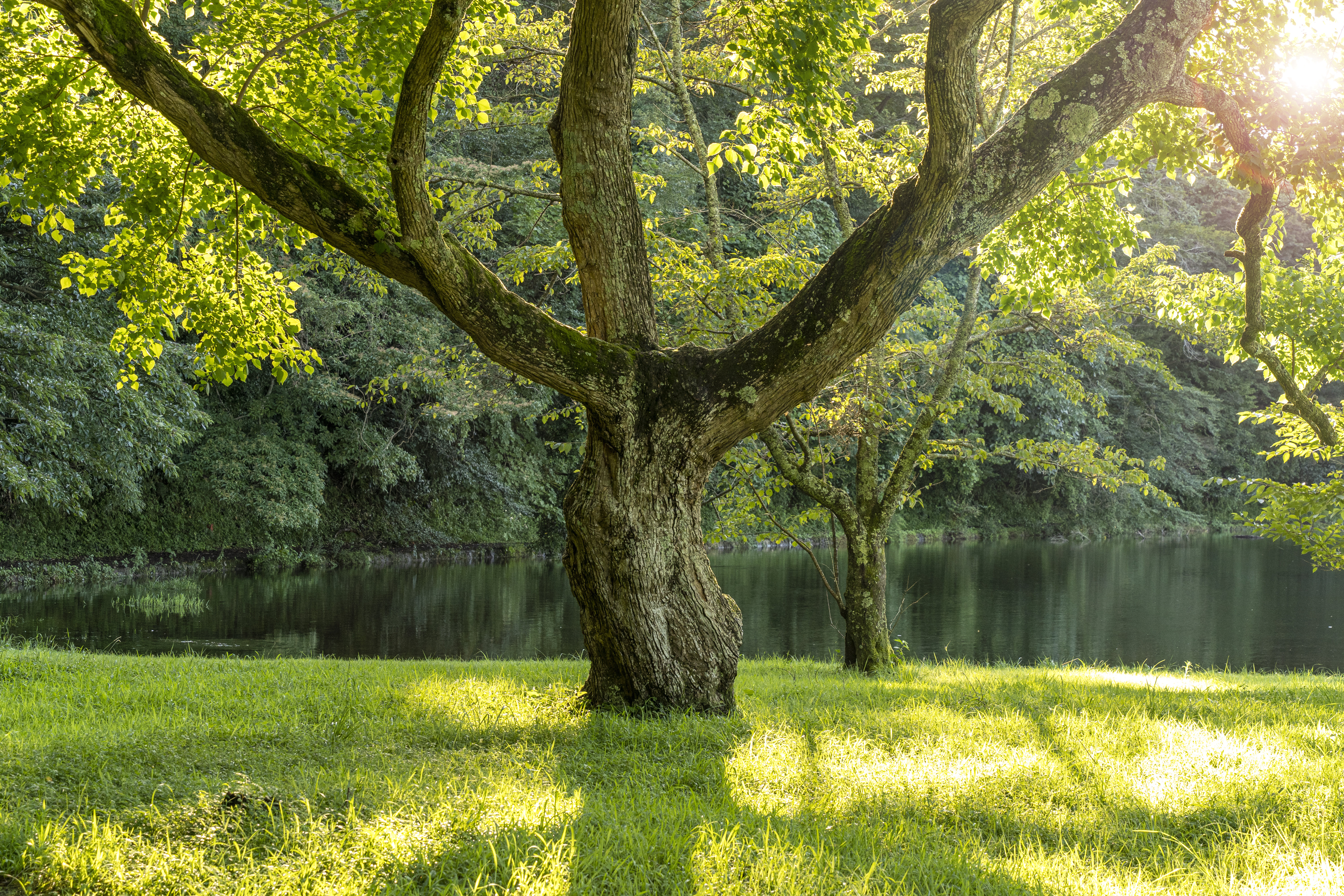Alpen Home An Old Tree by KS BioGeo - Print | Wayfair.co.uk
