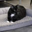 Petit lit pour animaux Brooklyn Bedding-130884809