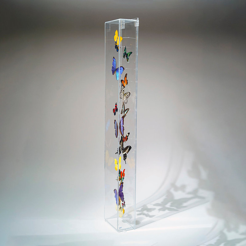 17 Genuine Butterflies In Vertical Acrylic Shadow Box