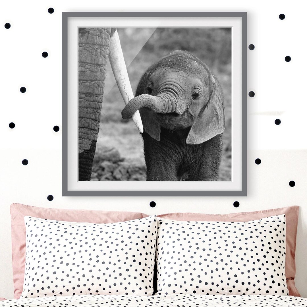 Gerahmtes Poster Baby-Elefant