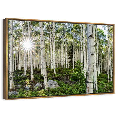 Aspen Forest Sunburst