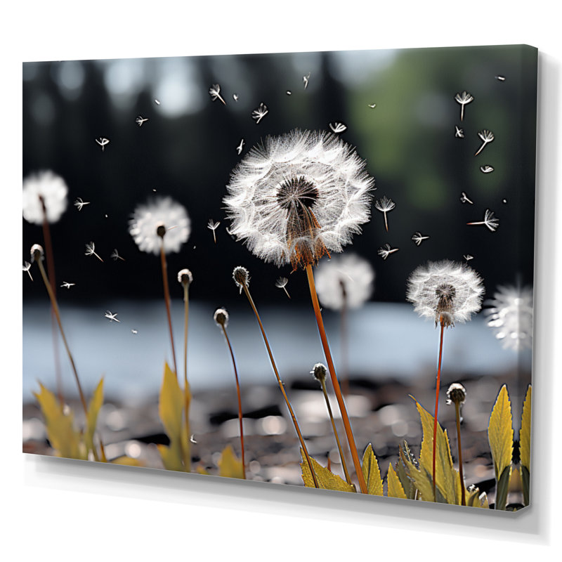 «White Black Dandelion Whispers I», reproduction sur toile, Toile tendue, H 12 po x l 20 po x P 1 po