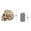 Boîte décorative sculpturale crâne skull soul