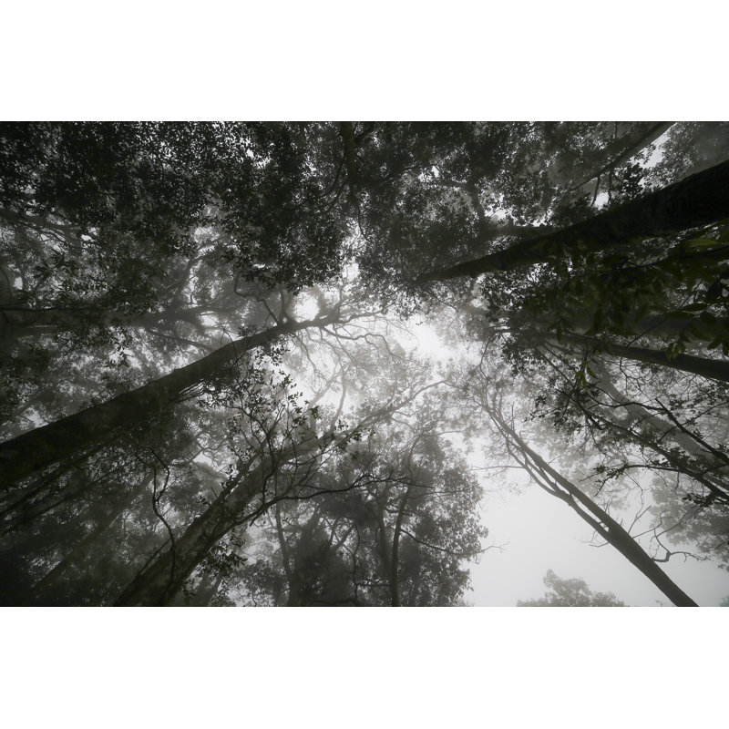 Fleisher Wood In Mist - Wrapped Canvas Print, 30cm H x 46cm W 3.8cm D