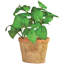 Artificial Basil in Aged Terracotta Pot-14910769