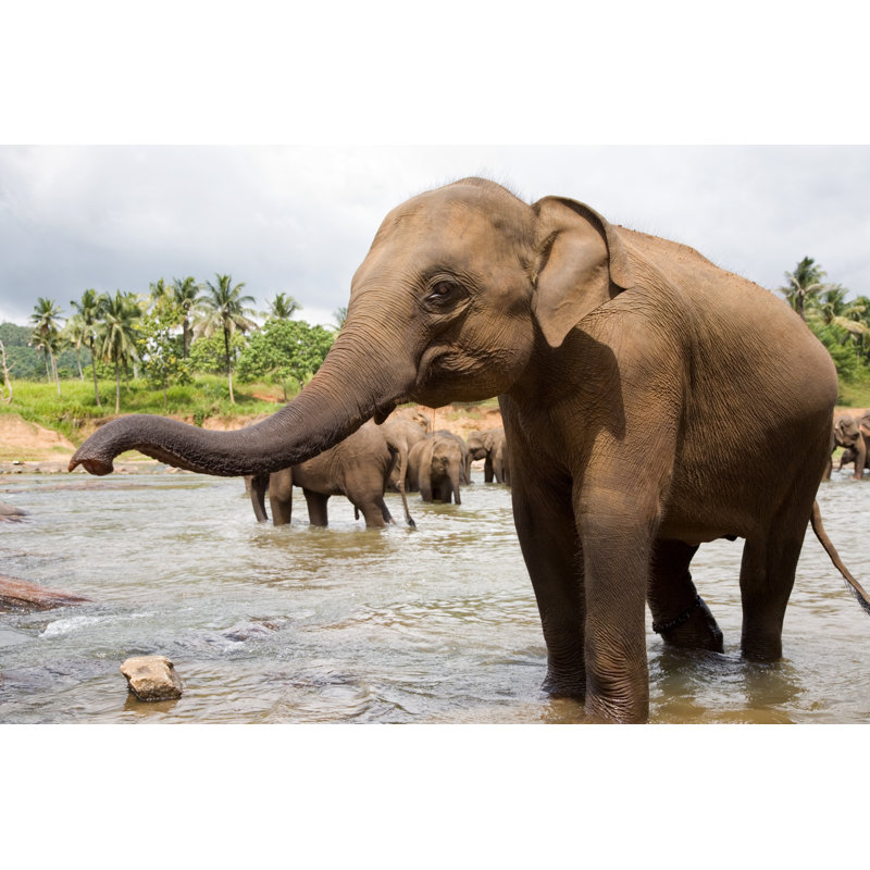 Elephants In River - Wrapped Canvas Print, 81cm H x 122cm W