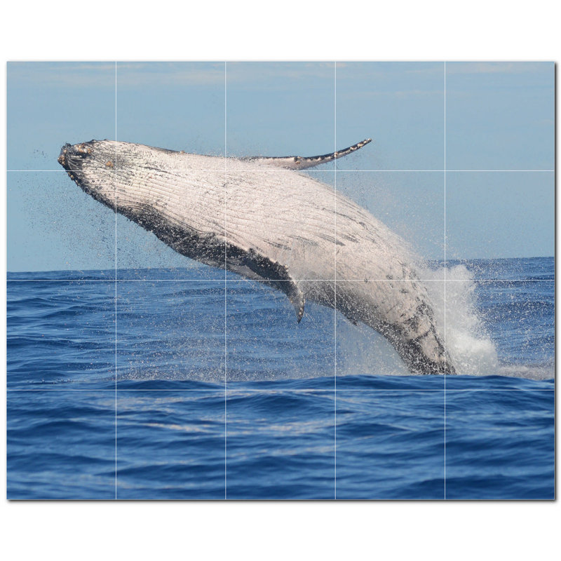Baleine photo 6 x 6