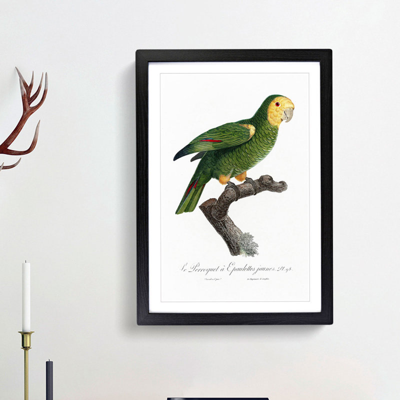 Yellow-Shouldered Amazon Parrot by F. Levaillant - Picture Frame Graphic Art Print, 36cm H x 27cm W x 2cm D, Black Framed