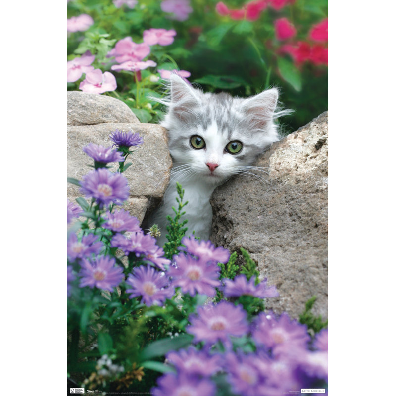 Impression sur papier chat-pierres
