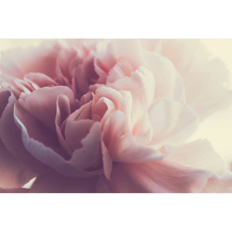 Gros plan d'une pivoine douce - photographie sur toile tendue, H 20 po x l 30 po