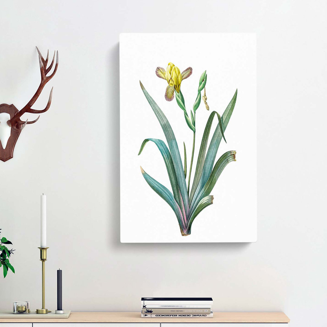 Hungarian Iris Flowers by Pierre-Joseph Redoute - Wrapped Canvas