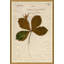 Herbarium 2 Giclee Print by Soicher Marin Archives