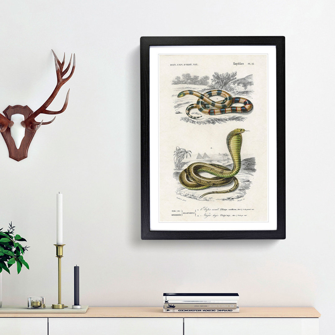 Coral Snake & Cobra Illustrations by Charles D' Orbigny - Picture Frame Painting Print