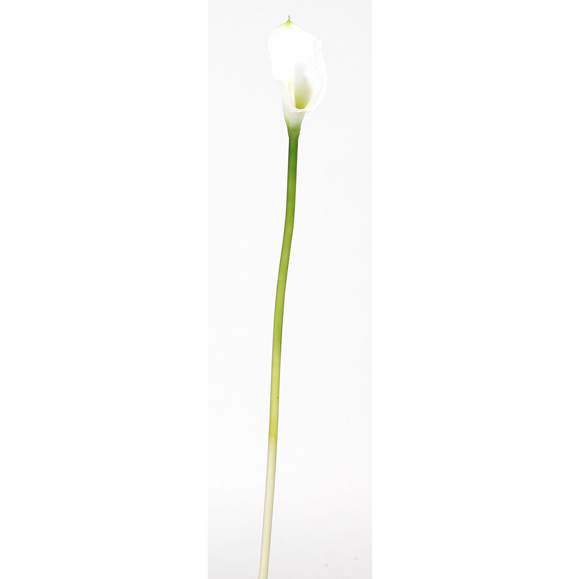 Calla Lilies Stem, Cream