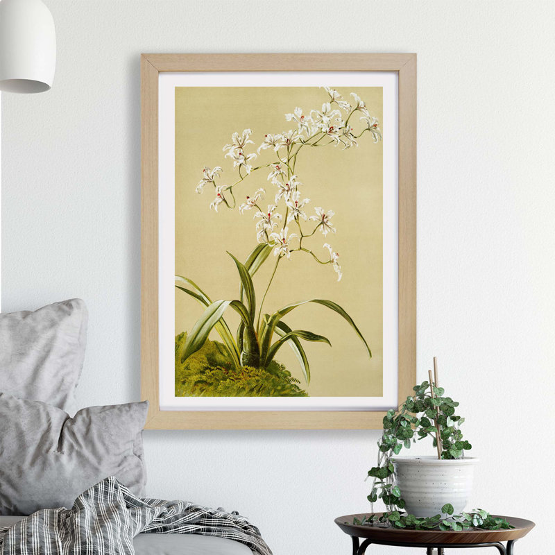 Magnolia Flowers Illustration Tab. 41 By Frederick Sander - Framed Print, 45cm H x 63cm W x 2cm D, Oak