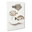 Selection Of Fish by John Edward Gray - Wrapped Canvas-55318086