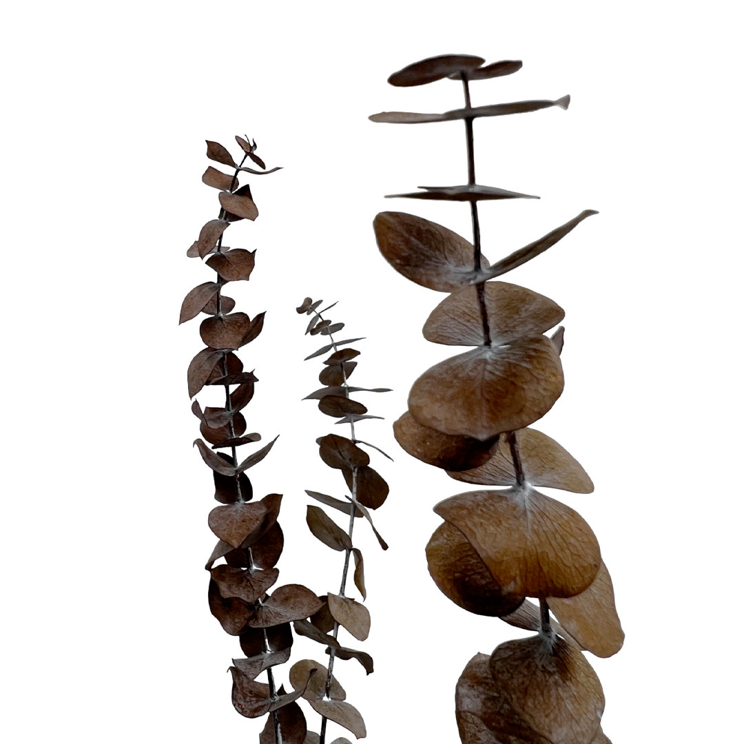 Dried Preserved Baby Eucalyptus Stems, Coffee