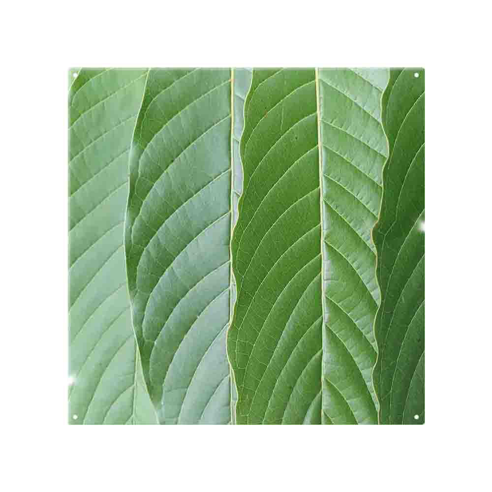 Close Up Of Leaves Splash Back