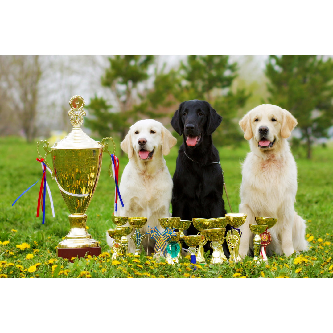 Leinwandbild Drei schöne reinrassige Hunde Labrador Retriever und zwei Golden