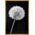 Natural Floater Frame