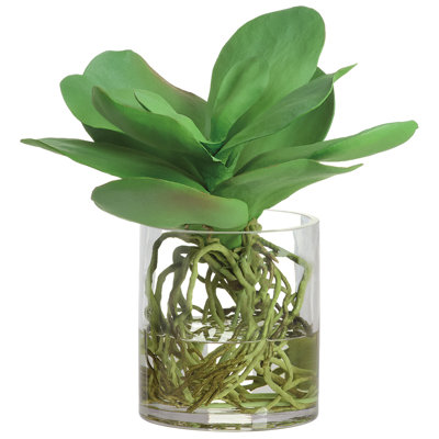 11"H KALANCHOE W/ROOTS IN GLASS